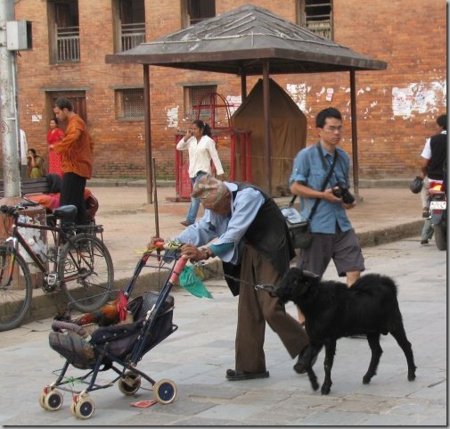 rooster_on_stroller_goat_follows_old_man