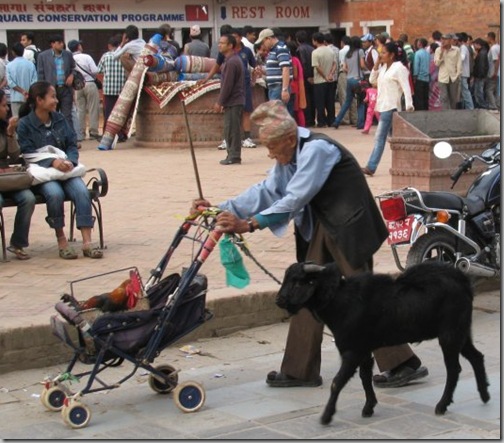rooster_on_stroller_goat_follows_old_man_2