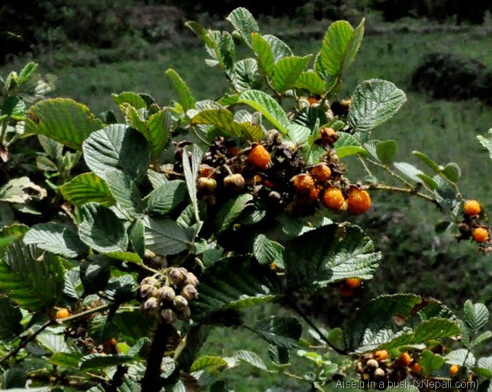 Aiselu â€“ wild raspberries found in Nepal Nepal & Nepali