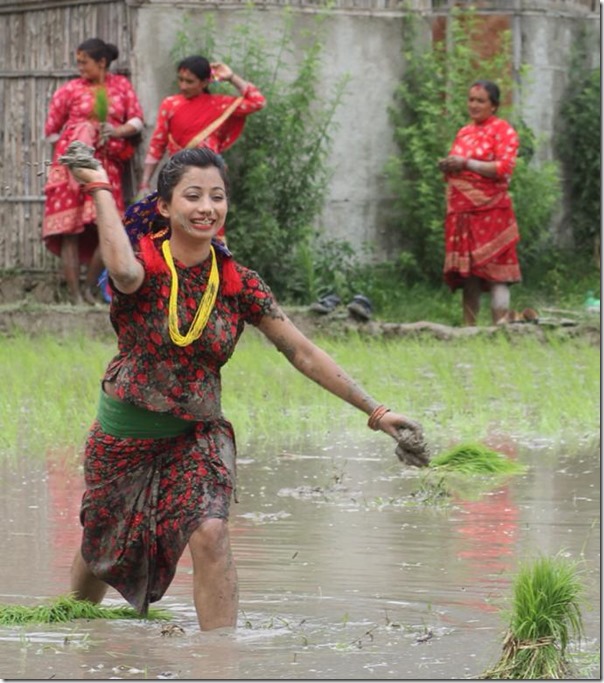 Beauty in paddy field, Nepali actress photo shots in Asar 15 – Nepal &  Nepali